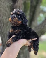 Blaze, a male Poodle - Toy  for sale in Goldsboro, NC – 2 of 4