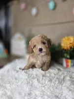 Petter, a male Maltipoo for sale in Goldsboro, NC – Photo 3 of 3