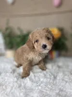 Petter, a male Maltipoo for sale in Goldsboro, NC – Photo 1 of 3