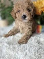 Petter, a male Maltipoo for sale in Goldsboro, NC – Photo 2 of 3