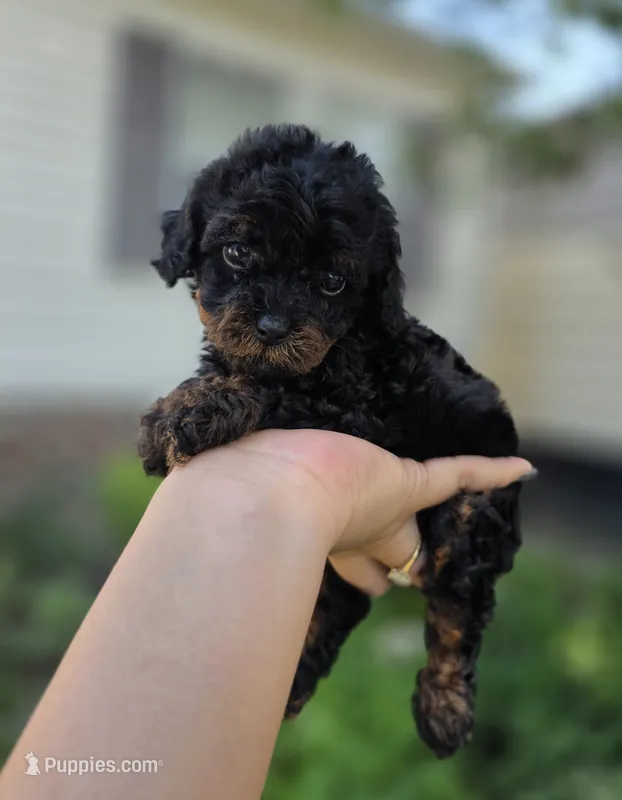 Darla – Poodle - Toy  puppy for sale in Goldsboro, NC
