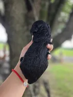 Darla , a female Poodle - Toy  for sale in Goldsboro, NC – 4 of 4
