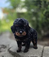 Blaze, a male Poodle - Toy  for sale in Goldsboro, NC – 1 of 4
