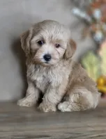 Loki, a male Maltipoo for sale in Goldsboro, NC – 2 of 3