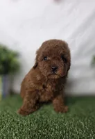 Lucy, a female Poodle - Toy  for sale in Goldsboro, NC – Photo 3 of 3