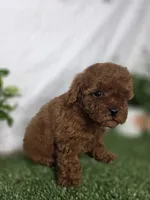 Lucy, a female Poodle - Toy  for sale in Goldsboro, NC – Photo 2 of 3