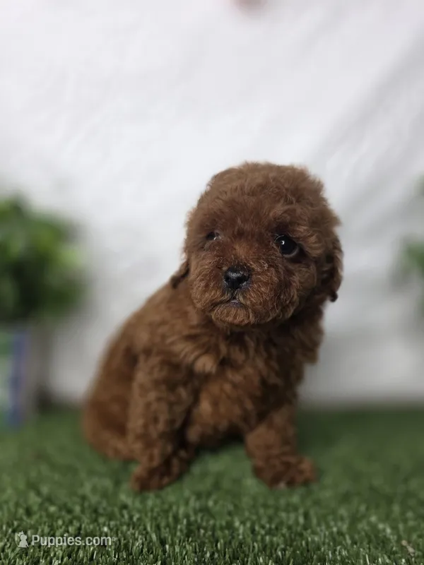 Lucy – Poodle - Toy  puppy for sale in Goldsboro, NC