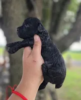 Darla , a female Poodle - Toy  for sale in Goldsboro, NC – 2 of 4