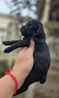 Bonnie , a female Poodle - Toy  for sale in Goldsboro, NC – 3 of 4