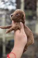 Sunny, a female Poodle - Toy  for sale in Goldsboro, NC – 2 of 4
