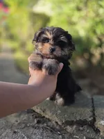 Kobe, a male Maltipoo for sale in Goldsboro, NC – 3 of 5