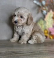Loki, a male Maltipoo for sale in Goldsboro, NC – 1 of 3