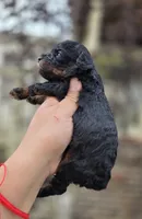 Mimi, a female Poodle - Toy  for sale in Goldsboro, NC – 2 of 4