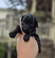 Darla , a female Poodle - Toy  for sale in Goldsboro, NC – 3 of 4
