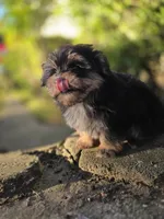 Kobe, a male Maltipoo for sale in Goldsboro, NC – 5 of 5