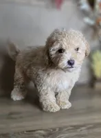 Otto, a male Maltipoo for sale in Goldsboro, NC – 2 of 3