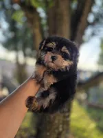 Kobe, a male Maltipoo for sale in Goldsboro, NC – 4 of 5