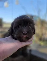 Max, a male Maltipoo for sale in Goldsboro, NC – Photo 5 of 6