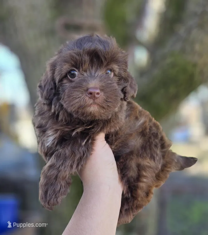Max, a male Maltipoo for sale in Goldsboro, NC – Photo 1 of 6