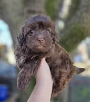 Max, a male Maltipoo for sale in Goldsboro, NC – Photo 1 of 6