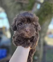 Max, a male Maltipoo for sale in Goldsboro, NC – Photo 3 of 6