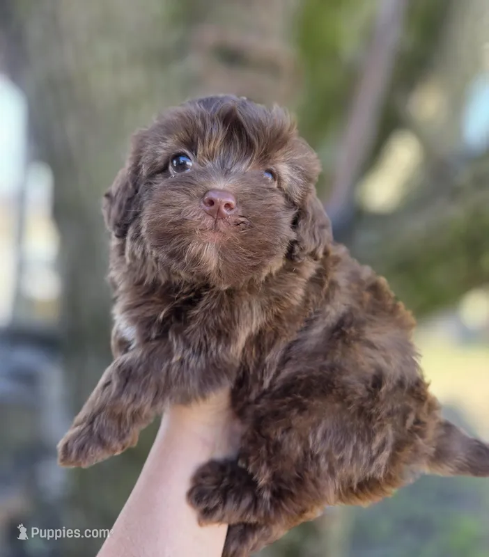 Max – Maltipoo puppy for sale in Goldsboro, NC