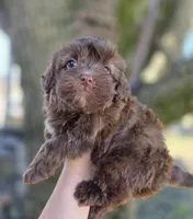 Max, a male Maltipoo for sale in Goldsboro, NC – Photo 2 of 6