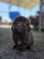 Max, a male Maltipoo for sale in Goldsboro, NC – Photo 4 of 6