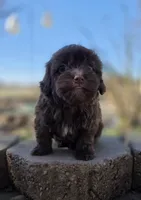 Max, a male Maltipoo for sale in Goldsboro, NC – Photo 6 of 6