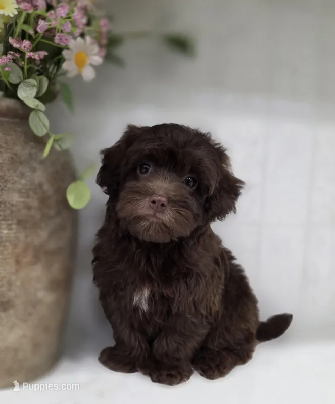 Max – Maltipoo puppy for sale in Goldsboro, NC