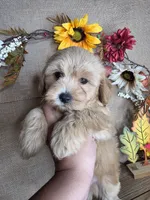 Loki, a male Maltipoo for sale in Goldsboro, NC – 3 of 3