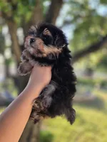 Kobe, a male Maltipoo for sale in Goldsboro, NC – 2 of 5