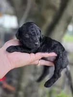 Bonnie , a female Poodle - Toy  for sale in Goldsboro, NC – 1 of 4