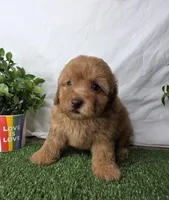 Niko, a female Poodle - Toy  for sale in Goldsboro, NC – Photo 3 of 3