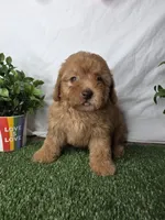 Niko, a female Poodle - Toy  for sale in Goldsboro, NC – Photo 1 of 3