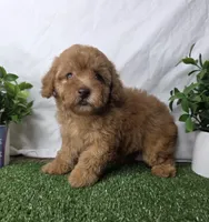 Niko, a female Poodle - Toy  for sale in Goldsboro, NC – Photo 2 of 3