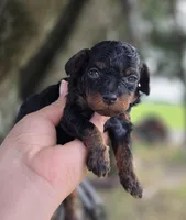 Blaze, a male Poodle - Toy  for sale in Goldsboro, NC – 2 of 3