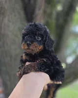 Blaze, a male Poodle - Toy  for sale in Goldsboro, NC – 4 of 4