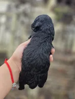 Bonnie , a female Poodle - Toy  for sale in Goldsboro, NC – 2 of 4