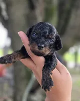 Mimi, a female Poodle - Toy  for sale in Goldsboro, NC – 4 of 4
