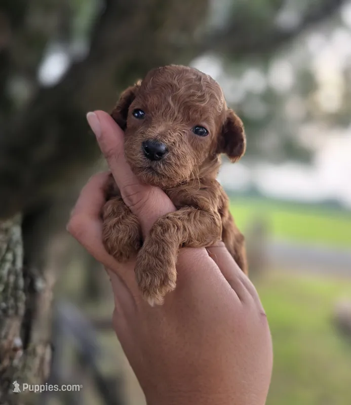 Sunny – Poodle - Toy  puppy for sale in Goldsboro, NC