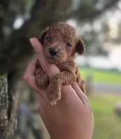 Sunny, a female Poodle - Toy  for sale in Goldsboro, NC – 1 of 4