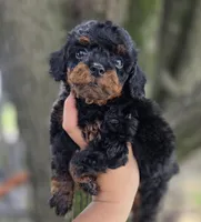 Blaze, a male Poodle - Toy  for sale in Goldsboro, NC – 3 of 4