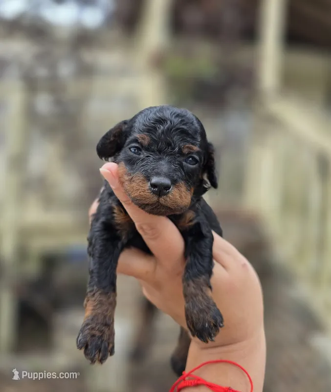 Blaze – Poodle - Toy  puppy for sale in Goldsboro, NC
