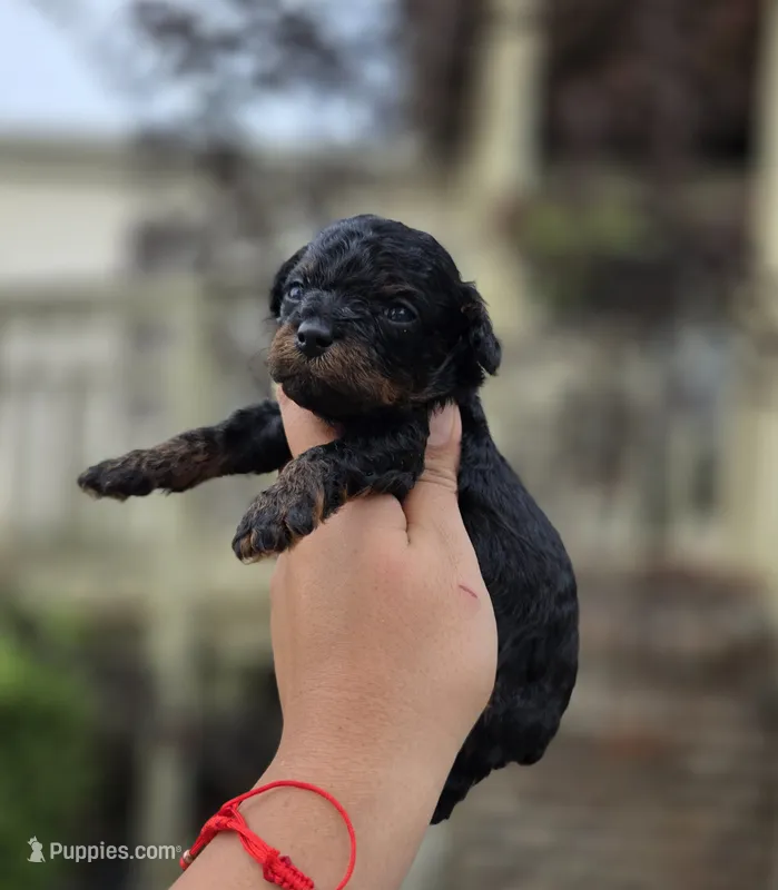 Mimi – Poodle - Toy  puppy for sale in Goldsboro, NC