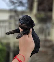 Mimi, a female Poodle - Toy  for sale in Goldsboro, NC – 1 of 4
