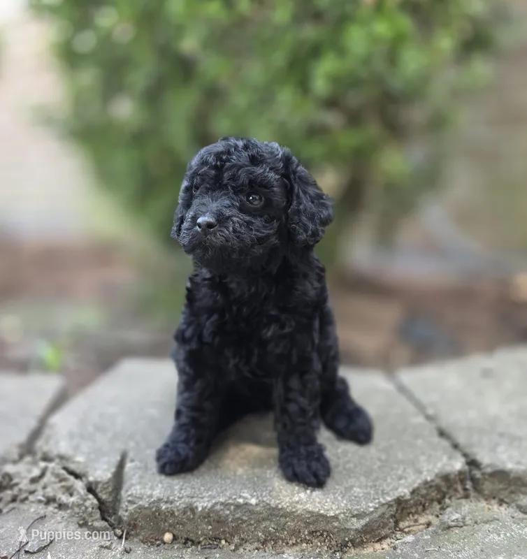 Bonnie  – Poodle - Toy  puppy for sale in Goldsboro, NC
