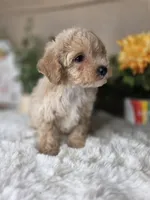 Daisy, a female Maltipoo for sale in Goldsboro, NC – Photo 2 of 3