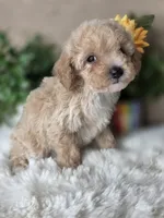 Daisy, a female Maltipoo for sale in Goldsboro, NC – Photo 3 of 3