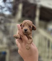 Sunny, a female Poodle - Toy  for sale in Goldsboro, NC – 3 of 4
